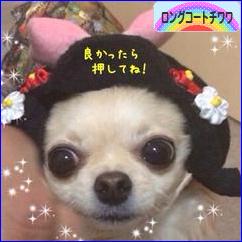 にほんブログ村 犬ブログ ロングコートチワワへ