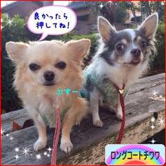 にほんブログ村 犬ブログ ロングコートチワワへ
