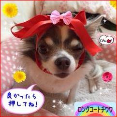 にほんブログ村 犬ブログ ロングコートチワワへ