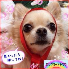 にほんブログ村 犬ブログ ロングコートチワワへ