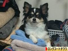 にほんブログ村 犬ブログ ロングコートチワワへ