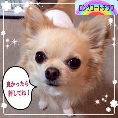にほんブログ村 犬ブログ ロングコートチワワへ