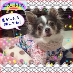 にほんブログ村 犬ブログ ロングコートチワワへ