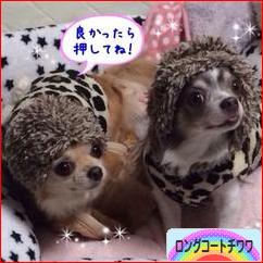 にほんブログ村 犬ブログ ロングコートチワワへ