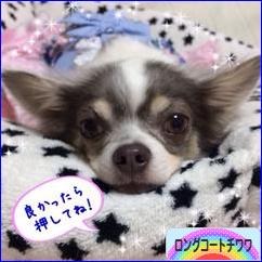 にほんブログ村 犬ブログ ロングコートチワワへ