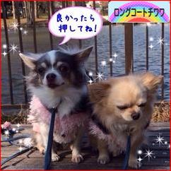 にほんブログ村 犬ブログ ロングコートチワワへ