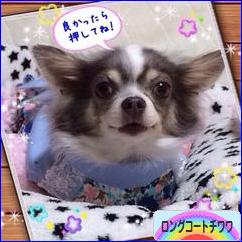 にほんブログ村 犬ブログ ロングコートチワワへ
