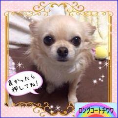 にほんブログ村 犬ブログ ロングコートチワワへ