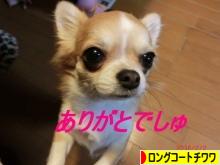 にほんブログ村 犬ブログ ロングコートチワワへ