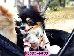 にほんブログ村 犬ブログ ロングコートチワワへ