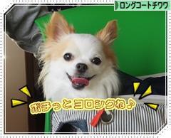 にほんブログ村 犬ブログ ロングコートチワワへ