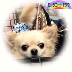 にほんブログ村 犬ブログ ロングコートチワワへ