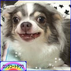 にほんブログ村 犬ブログ ロングコートチワワへ