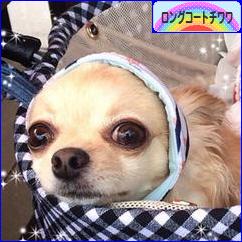 にほんブログ村 犬ブログ ロングコートチワワへ