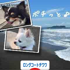 にほんブログ村 犬ブログ ロングコートチワワへ