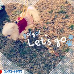 にほんブログ村 犬ブログ ロングコートチワワへ