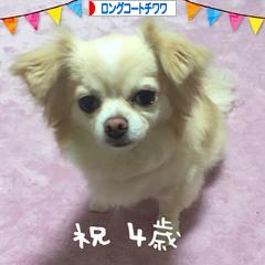 にほんブログ村 犬ブログ ロングコートチワワへ