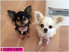 にほんブログ村 犬ブログ ロングコートチワワへ