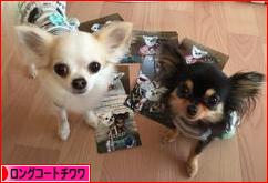 にほんブログ村 犬ブログ ロングコートチワワへ