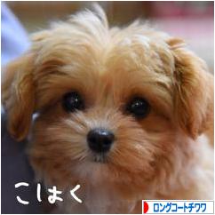 にほんブログ村 犬ブログ ロングコートチワワへ