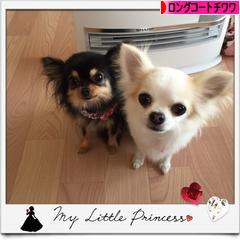 にほんブログ村 犬ブログ ロングコートチワワへ