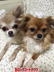 にほんブログ村 犬ブログ ロングコートチワワへ