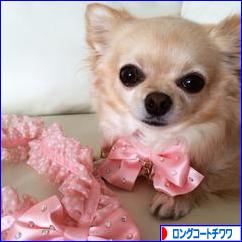 にほんブログ村 犬ブログ ロングコートチワワへ