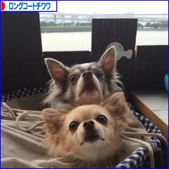 にほんブログ村 犬ブログ ロングコートチワワへ