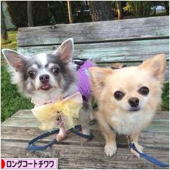 にほんブログ村 犬ブログ ロングコートチワワへ