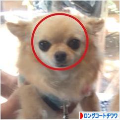 にほんブログ村 犬ブログ ロングコートチワワへ
