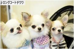 にほんブログ村 犬ブログ ロングコートチワワへ