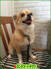 にほんブログ村 犬ブログ ロングコートチワワへ