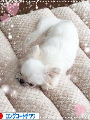 にほんブログ村 犬ブログ ロングコートチワワへ