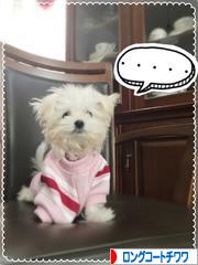 にほんブログ村 犬ブログ ロングコートチワワへ