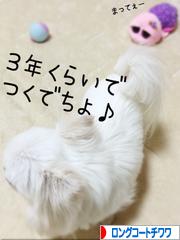 にほんブログ村 犬ブログ ロングコートチワワへ