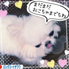 にほんブログ村 犬ブログ ロングコートチワワへ
