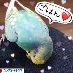 にほんブログ村 犬ブログ ロングコートチワワへ