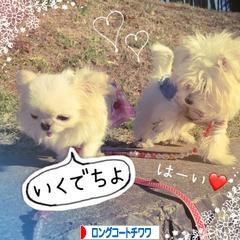にほんブログ村 犬ブログ ロングコートチワワへ