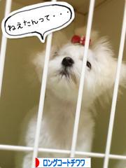 にほんブログ村 犬ブログ ロングコートチワワへ