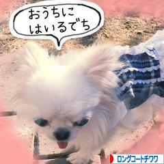 にほんブログ村 犬ブログ ロングコートチワワへ