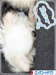 にほんブログ村 犬ブログ ロングコートチワワへ