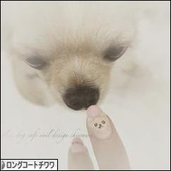 にほんブログ村 犬ブログ ロングコートチワワへ