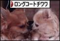 にほんブログ村 犬ブログ ロングコートチワワへ