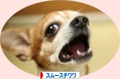 にほんブログ村 犬ブログ スムースチワワへ