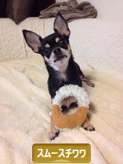 にほんブログ村 犬ブログ スムースチワワへ