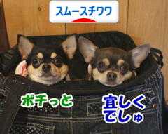 にほんブログ村 犬ブログ スムースチワワへ