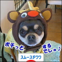 にほんブログ村 犬ブログ スムースチワワへ