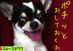にほんブログ村 犬ブログ スムースチワワへ