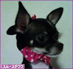 にほんブログ村 犬ブログ スムースチワワへ
