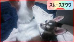 にほんブログ村 犬ブログ スムースチワワへ